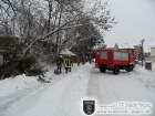 Baum auf PKW